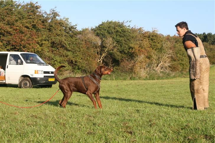 Dobermann Eos RIP. - elsker at træne sammen med "Far" billede 1