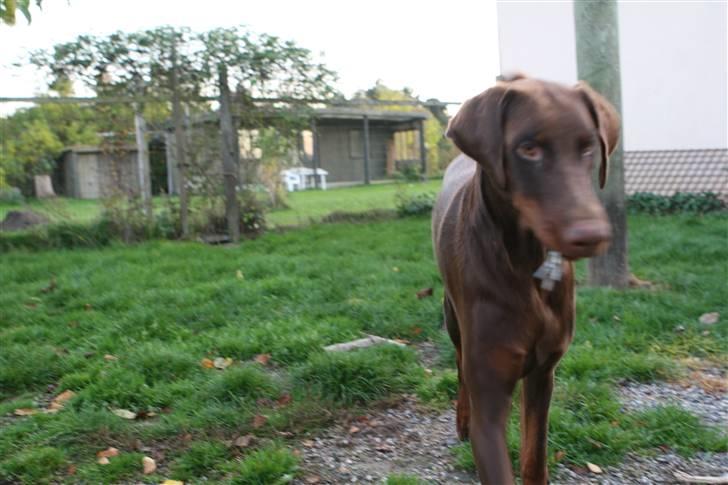 Dobermann Eos RIP. - ha ha, jeg har stjålet "mors" nøgler. billede 2