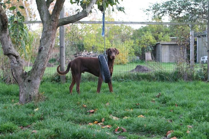 Dobermann Eos RIP. - lykken er en dejlig stor hundegård med lidt legetøj i træet, som jeg kan hive og bide i billede 3