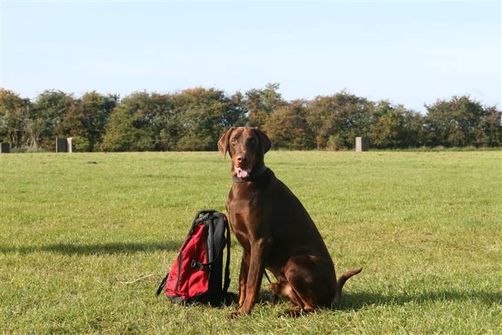 Dobermann Eos RIP. - er jeg ikke bare dejlig. sidder så fint når jeg får besked på det billede 4