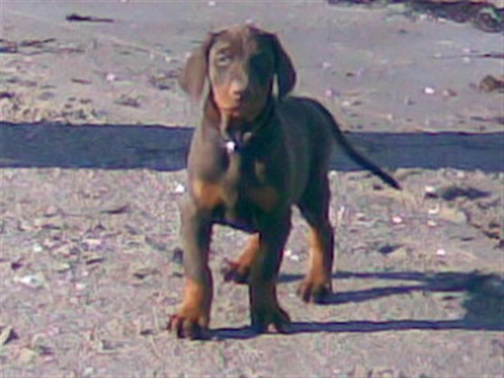 Dobermann Eos RIP. - hej her er jeg ikke ret gammel. ca. 8 uger billede 5
