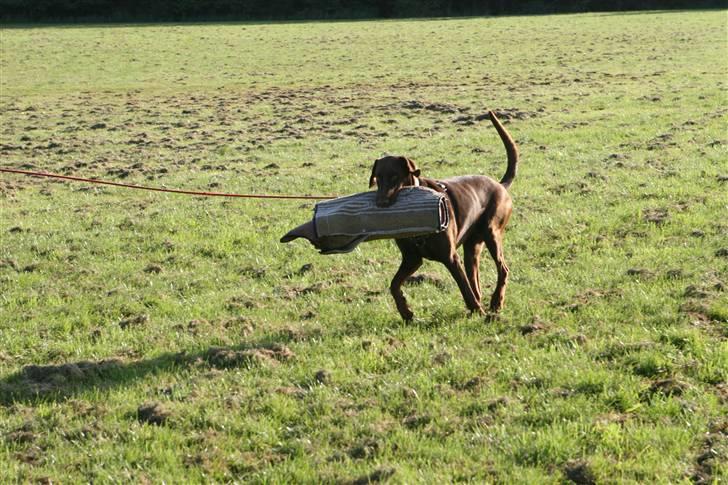 Dobermann Eos RIP. - yes jeg har vundet ærmet billede 6