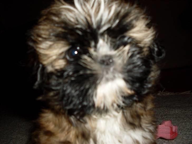 Shih tzu Buffy billede 2