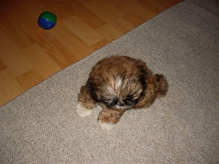 Shih tzu Buffy billede 3