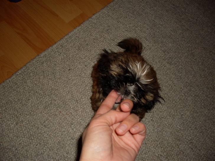 Shih tzu Buffy billede 4