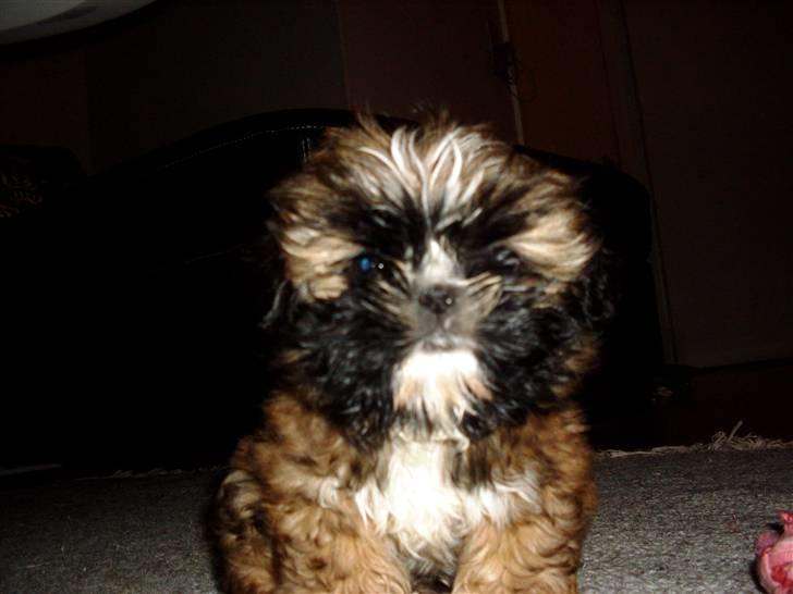 Shih tzu Buffy billede 5
