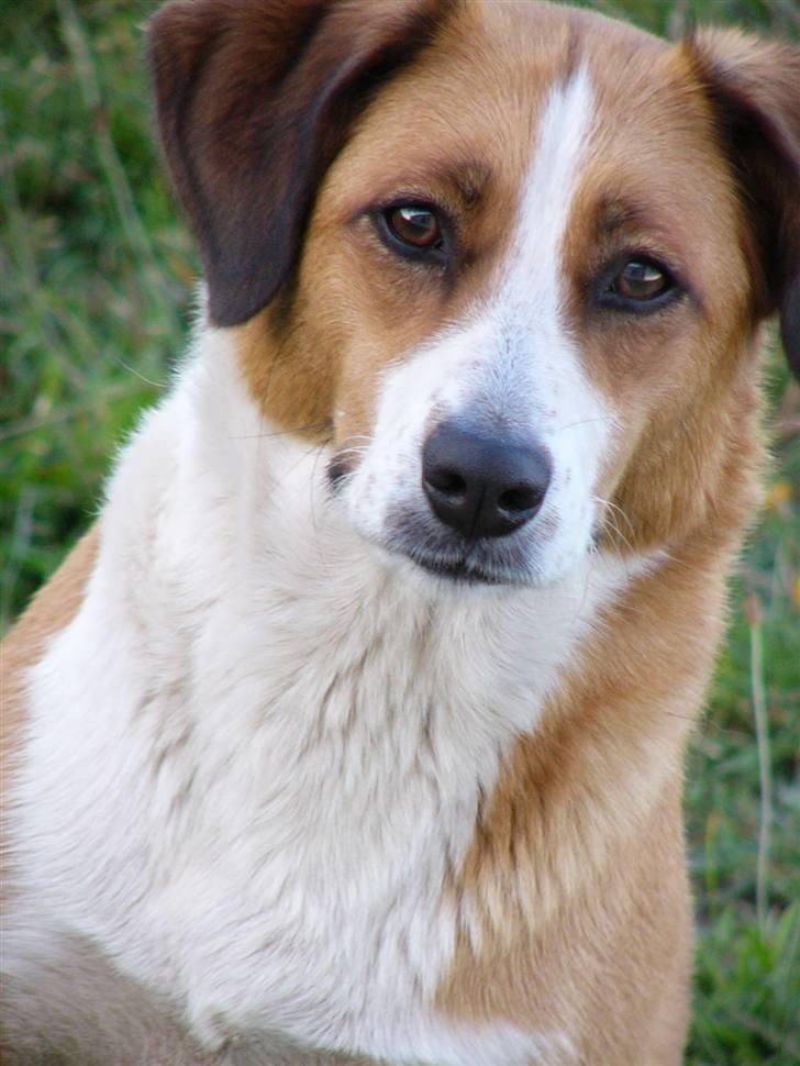 Blanding af racer Mille - Taget d.25 juli 2008 billede 10