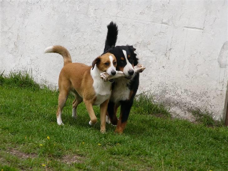 Blanding af racer Mille - Mille og Balter d.2 september 2008 billede 11