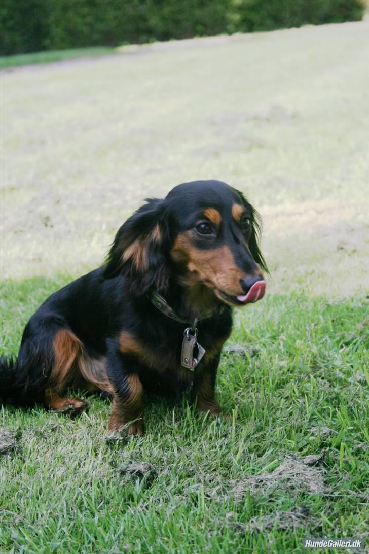 Dværggravhund Munthe billede 3