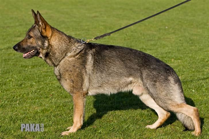 Schæferhund Jabina Pharao ( Anubis ) - Avlskåret lørdag d. 25. oktober 2008 billede 6