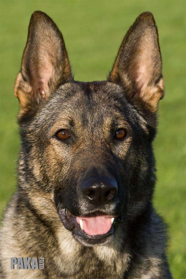 Schæferhund Jabina Pharao ( Anubis ) - Hovedbillede fra avlskåringen billede 7