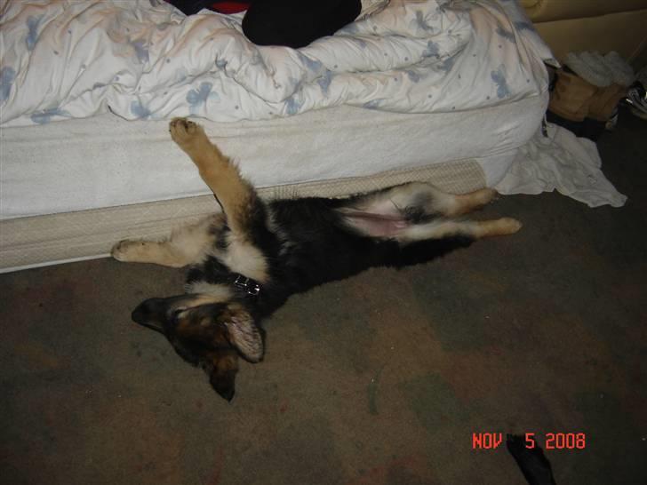 Schæferhund Tammy - Jeg er LANGT VÆK i drømmeland... det er skønt billede 4