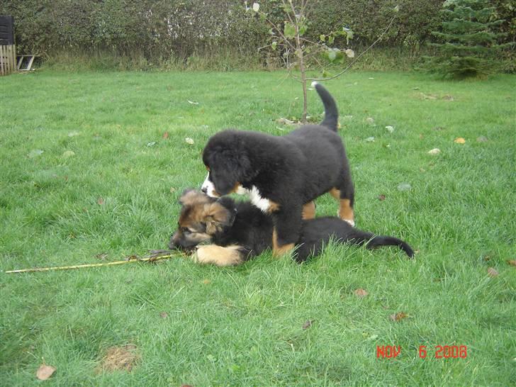 Schæferhund Tammy - Tammy må jeg ikke stå her?? billede 5