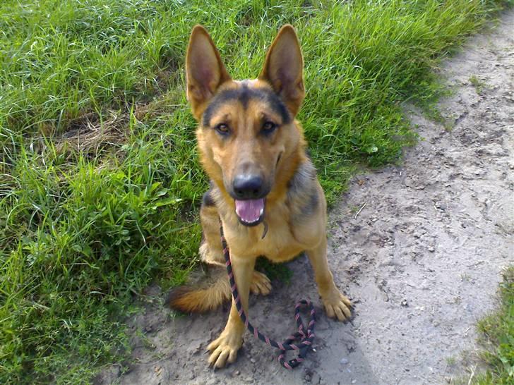 Schæferhund - Simba [Himmelhund] billede 2