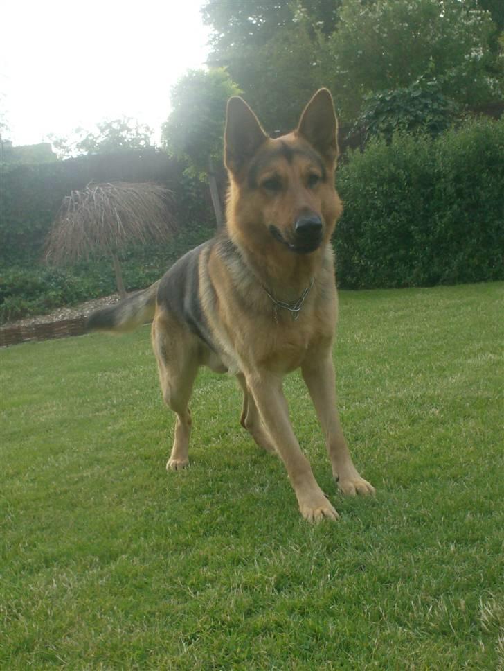 Schæferhund - Simba [Himmelhund] billede 3