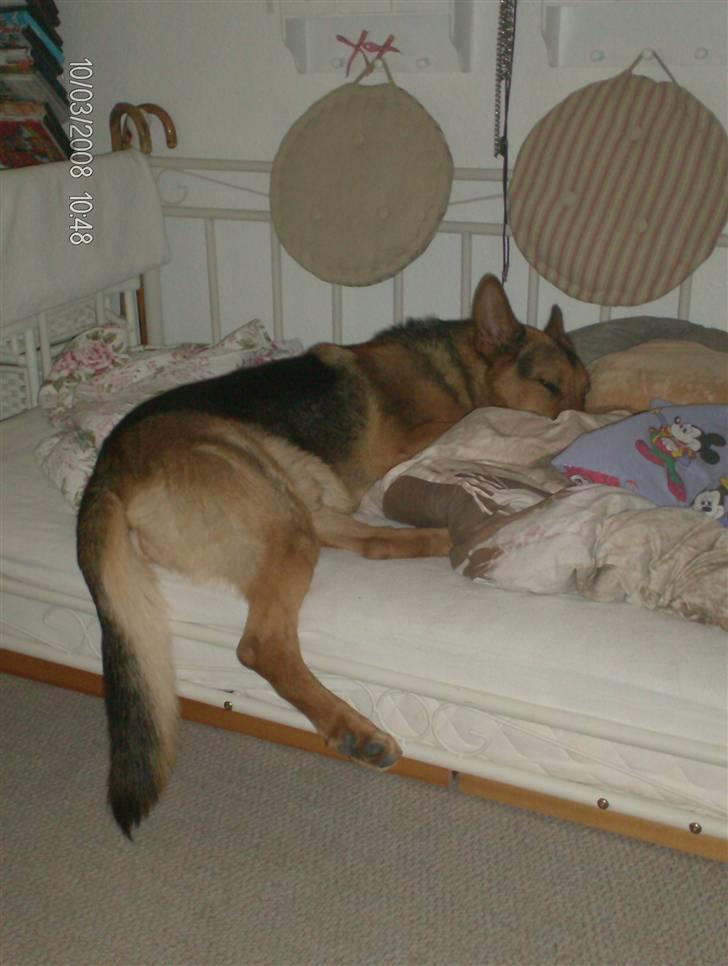 Schæferhund - Simba [Himmelhund] billede 4