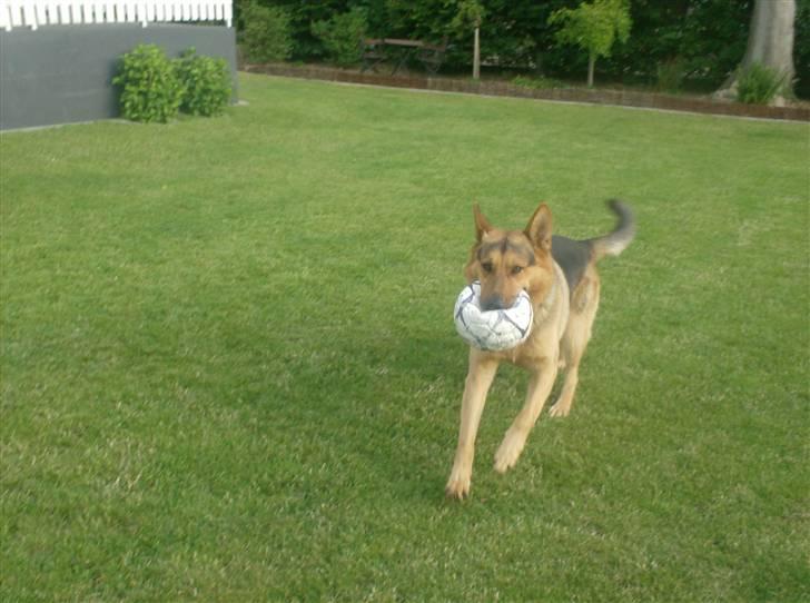 Schæferhund - Simba [Himmelhund] billede 5