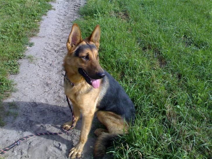 Schæferhund - Simba [Himmelhund] billede 6