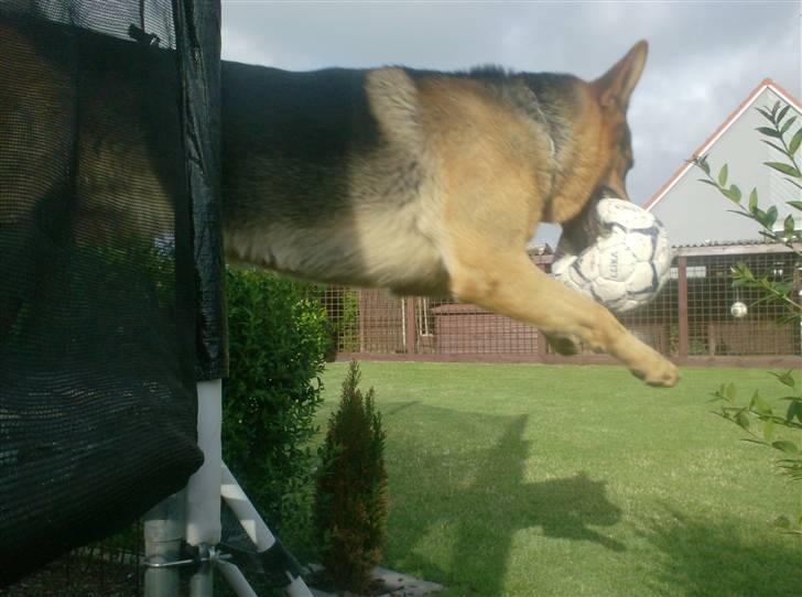 Schæferhund - Simba [Himmelhund] billede 8