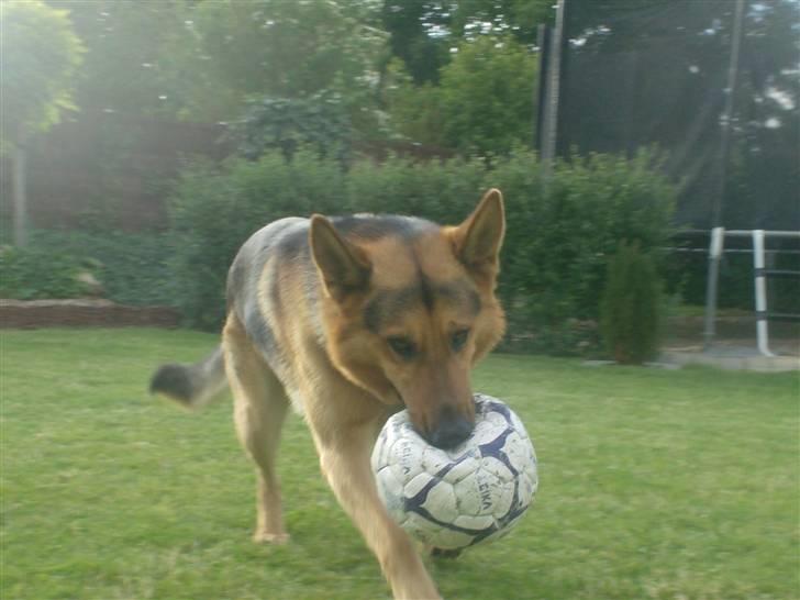 Schæferhund - Simba [Himmelhund] billede 9