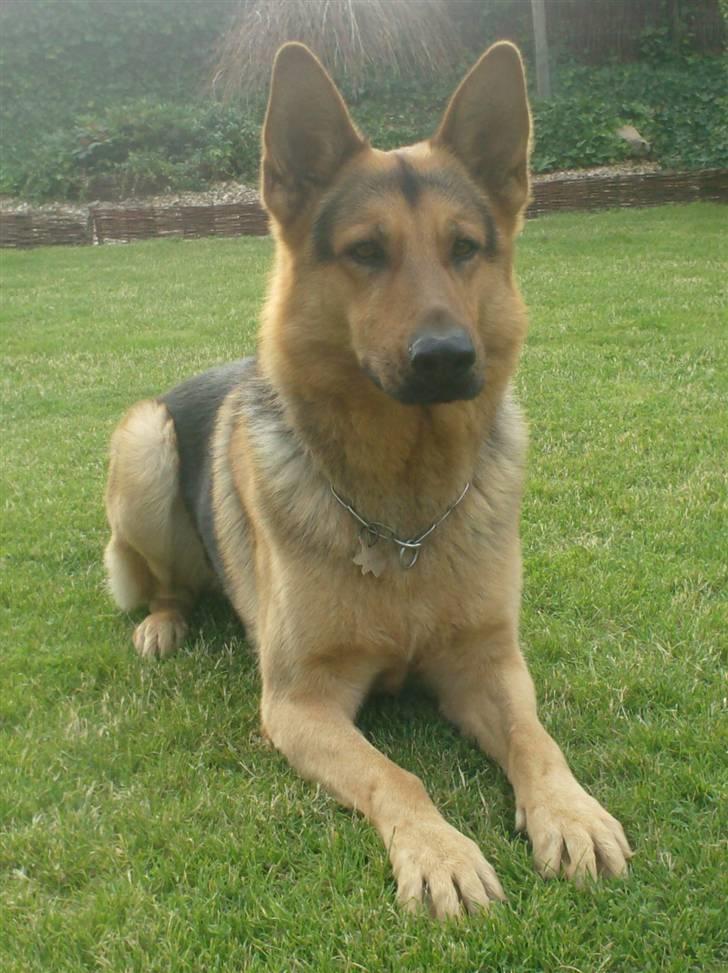 Schæferhund - Simba [Himmelhund] billede 10