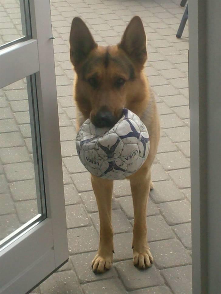 Schæferhund - Simba [Himmelhund] billede 11