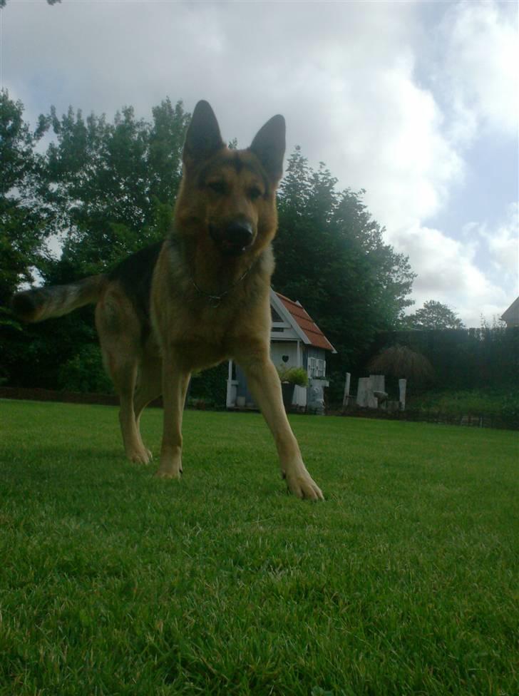 Schæferhund - Simba [Himmelhund] billede 12