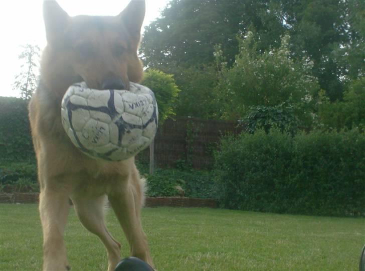 Schæferhund - Simba [Himmelhund] billede 13