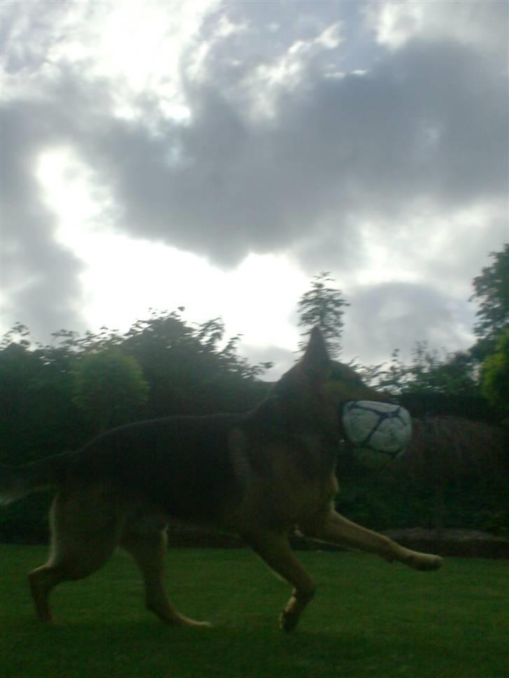 Schæferhund - Simba [Himmelhund] billede 14