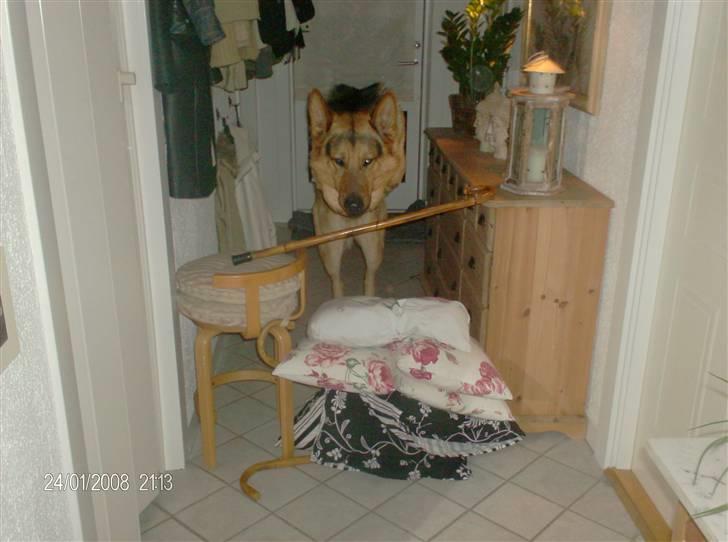 Schæferhund - Simba [Himmelhund] billede 15