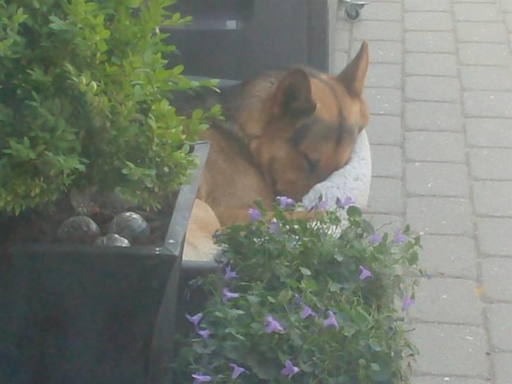 Schæferhund - Simba [Himmelhund] billede 19