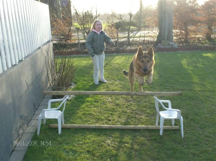 Schæferhund - Simba [Himmelhund] billede 20