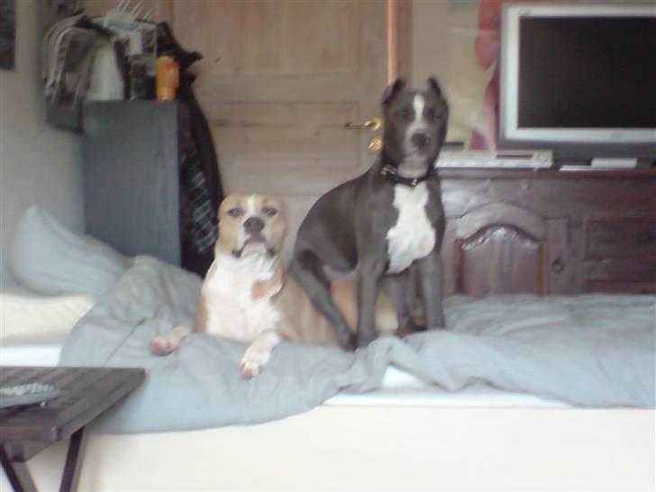 Amerikansk staffordshire terrier Freja billede 15