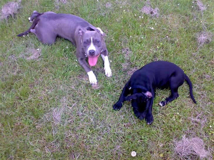 Amerikansk staffordshire terrier mishja - fundet en at lege med  billede 16