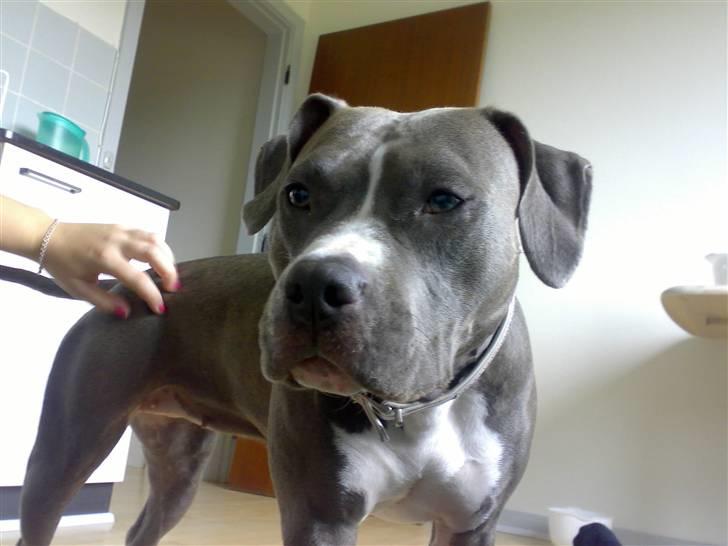 Amerikansk staffordshire terrier mishja billede 17