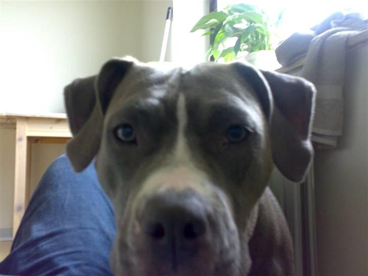 Amerikansk staffordshire terrier mishja - hvad er det lige du kigger på far  billede 18