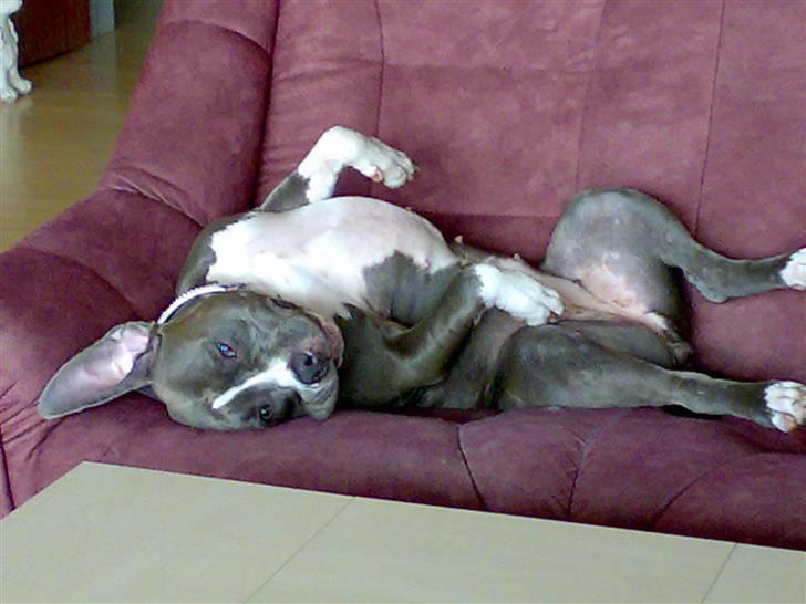 Amerikansk staffordshire terrier mishja - jeg lover dig for jeg er træt efter en mark tur hvor jeg jagtet mus i høj fart hele tiden  billede 19