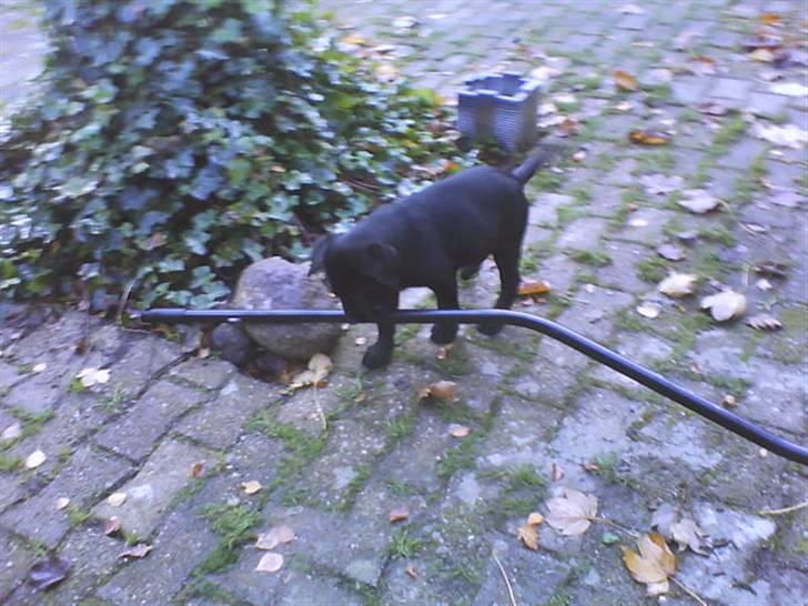 Labrador retriever Kaiser billede 4