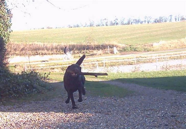 Labrador retriever Tenna billede 14