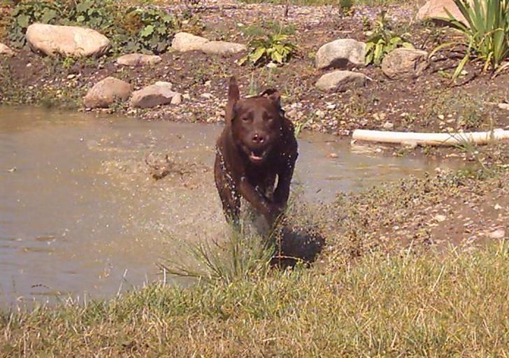 Labrador retriever Tenna - Tenna elsker-elsker-elsker at boltre sig i vores sø. billede 15