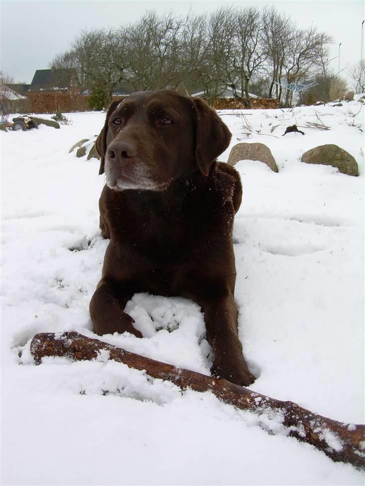 Labrador retriever Tenna - Hold da op - jeg kan da andet end at løbe efter en pind! -Jeg kan da også se fornærmet ud! billede 16