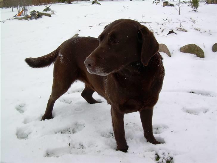 Labrador retriever Tenna billede 17