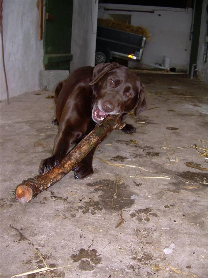 Labrador retriever Tenna - Tenna i stalden. Self. med en pind... billede 18