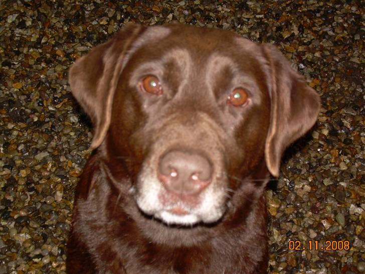 Labrador retriever Tenna - Søde, gråskæggede Tenna.  billede 19