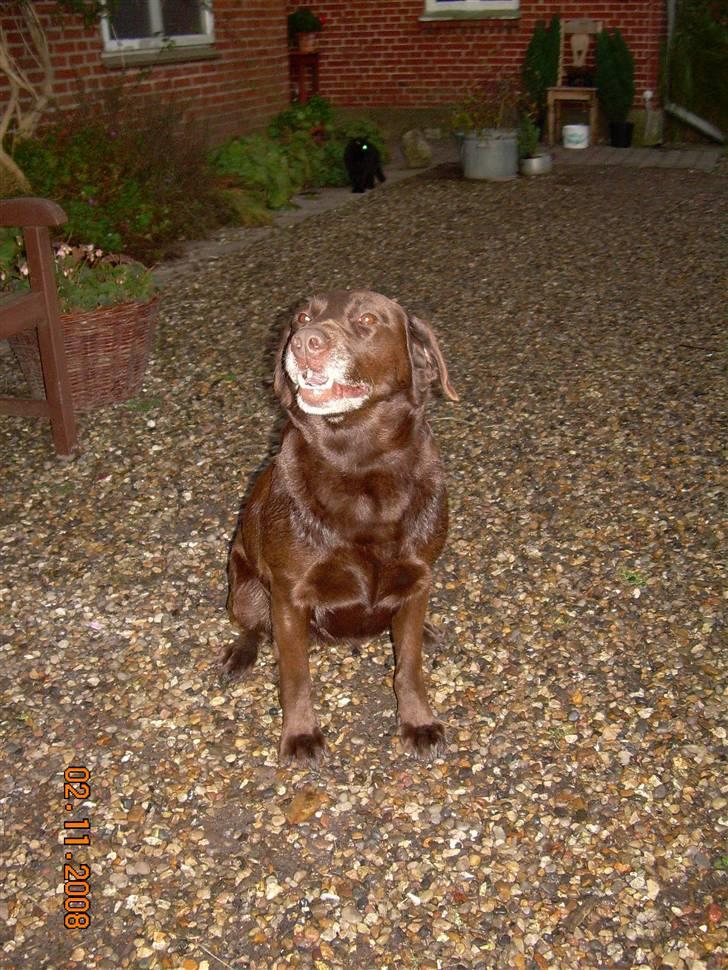 Labrador retriever Tenna billede 20