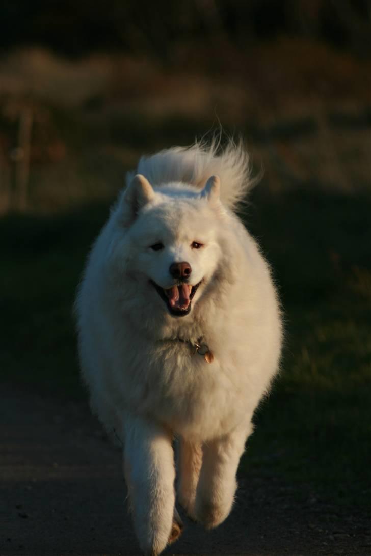 Samojedhund Bamse - I fuld galop :)  billede 20