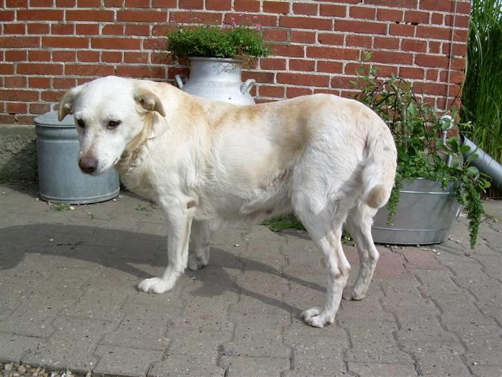 Labrador retriever Sussie - død - Den kære gamle Sussie. Mener hun er 11år her.. billede 8