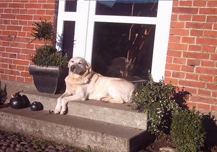 Labrador retriever Sussie - død billede 9