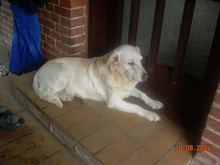 Labrador retriever Sussie - død - Sussie som rigtig gammel. Hun havde hendes faste plads på trappen. billede 10