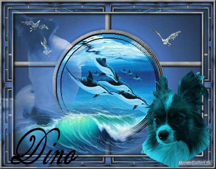 Papillon Dino - og det her billede 13